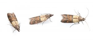 Disinfestazione Tarme