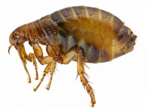 disinfestazione pulci