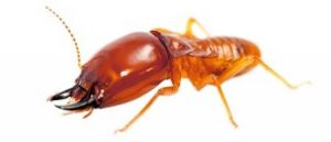 Disinfestazione termiti