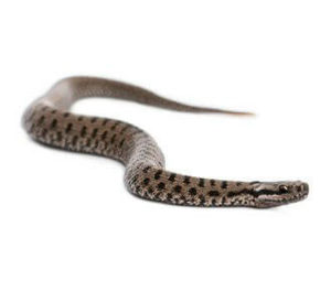 Servizio allontanamento serpenti