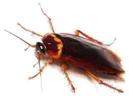 Disinfestazione Blatte e Scarafaggi