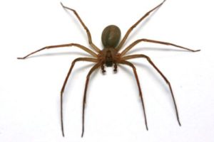 Disinfestazione Ragni